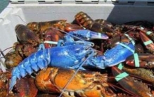 世界上最贵的龙虾：价钱高达百万(200万只普通虾才出一个)