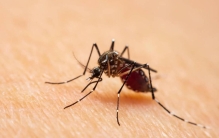 万万没想到，在世界上最危险的害虫中，蚊子居然排名首位！