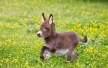 世界上最小的驴：迷你驴是什么品种？（最小的驴）