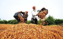 世界上最贵的核桃：一公斤6万元(全是千年古树结的果)