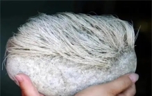 1987年，辽宁男子花1.8万买下一块长满白发的石头，半年竟长了2cm