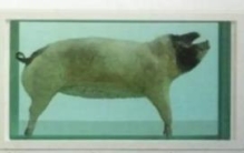 世界上最贵的猪：身价高达6500万元(但只有二分之一身体)