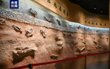中国科学家公布多项我国新生代化石研究世界之最