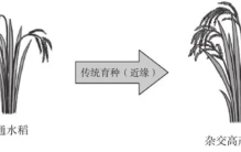 竹子和水稻竟能杂交，结出的新品种竹稻米能不能吃？怎么做到的？