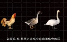 若将鸡、鸭、鹅从万米高空扔下，做自由落体运动，能安全着陆吗？