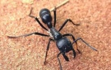 世界上毒性最强的蚂蚁子弹蚁，叮咬像子弹击中(疼痛指数第一) ...