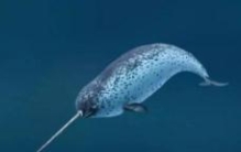 世界上牙齿最长的动物是什么，大象仅列第二/一角鲸牙齿2-3米 ...