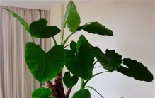 滴水观音的毒性有多大 滴水观音几年开一次花（一年）