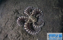 拟态章鱼改变自身颜色逃生，甚至可以伪装成海藻