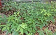 贵州女子1年赚900万满山不起眼的树叶成她的“摇钱树”