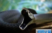 世界上最长的蛇排行榜，最长的竟然这么长？