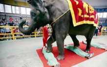 泰国的大象按摩法，大象：我还没开始用力，你就不行了
