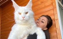 岁数最大的猫咪,世界上最大体型的宠物猫