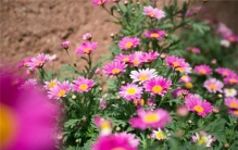 自然界中最常见的花色：红色是最常见的花色（花青素导致）