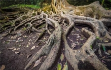 世界上最奇特的根：深扎地底几十米的无花果树（营养高）