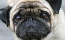 世界上最忧郁的狗:眼神忧郁愁容满面(总是一脸丧)