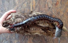 世界上体型最大的蜈蚣(世界上最粗最大的蜈蚣)