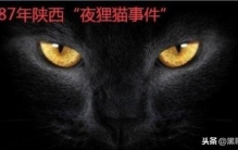 1987年陕西夜狸猫事件 了解下,陕西夜狸猫事件真相