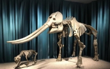 豫是因为以前河南有大象,河南为啥有大象