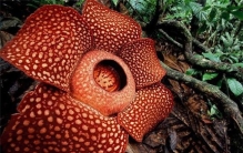 世界上最奇特的花：全身散发恶臭的大王花（花朵最大）