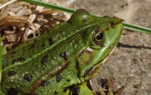 请问非洲巨蛙有多长(1米巨蛙)