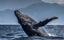 世界十大鲸鱼体型排行榜,巨型鲸鱼排行