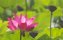 世界上最好看的莲花品种：埋藏千年依然绽放的古荷花