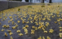 世界上最大的蛇究竟有多大桂花我真不是蛇王(世界上最大的蛇到底有多大)