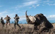 黑犀牛“明码标价”35万美元：锯掉角也能活，但并不快乐