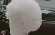 为什么狗狗会笑呢(为什么狗狗会笑起来)