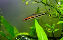 斑马鱼用于什么研究(斑马鱼科研用途)