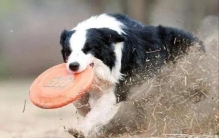 养边境牧羊犬的十大坏处