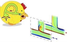 实验论证了鸟类呼吸时肺部气流环路的单向运动是什么,气流的单向流动