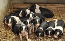 宁乡什么猪出名,宁乡花猪哪个部位好吃