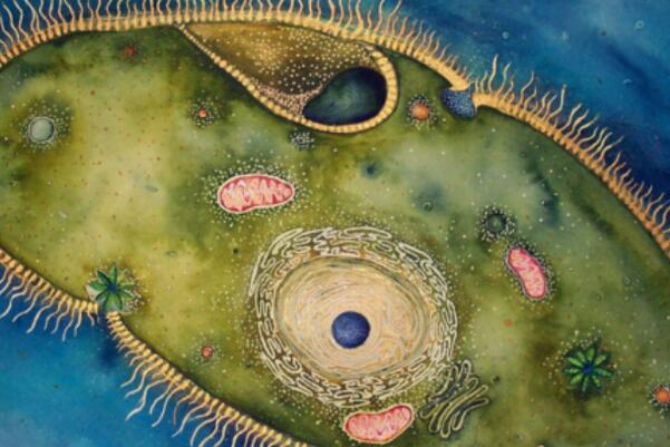 世界上十大最小动物 