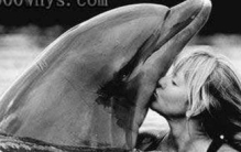 海豚到底会不会救人(海豚的演化)