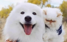 笑起来特别好看的狗,很爱笑的狗狗有哪些