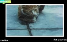 猫跳海恐怖事件,日本五万只猫集体跳河