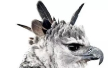 战斗力最强的雕,力量最大的巨雕