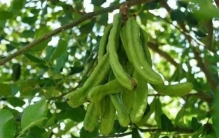 十大新奇物种(新奇特的水果品种)