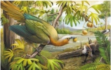 鸟类牙齿为何演化失踪,为什么鸟类没有牙齿