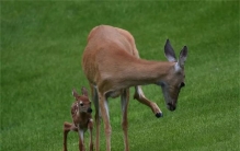 为什么人类婴儿不能像动物一样在出生后立即行走