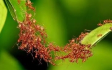 世界上最团结的动物，集体力量令人震撼（不得不服）