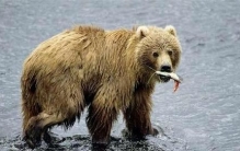 北极熊和科迪亚克棕熊哪个大(科迪亚克岛棕熊和北极熊哪个大)