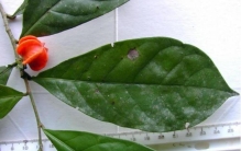 关于森林古猿的未解之谜(关于森林古猿的未解之谜)