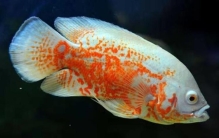 好养的热带中型鱼,新手比较适合养的观赏鱼