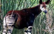 世界上最稀有的10种动物,世界上最罕见的10个动物