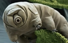 水熊虫未解之谜：地球五大不死神兽中最为bug的存在