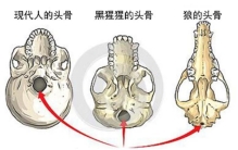 埃塞俄比亚人类化石,埃塞俄比亚的考古