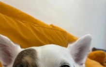 鱼缸里的鱼很激动,狗狗被主人吓醒给了一个犀利眼神